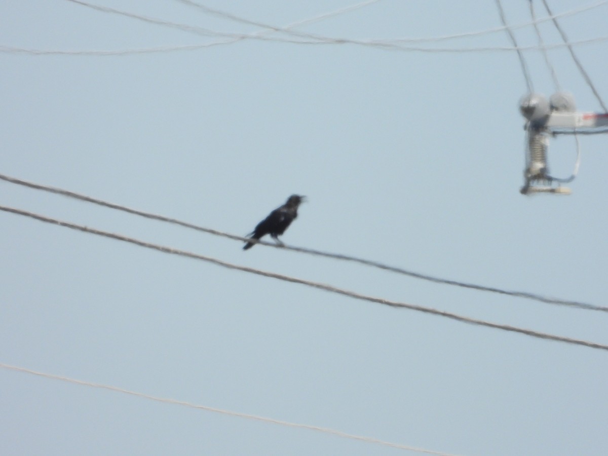 American Crow - ML608089821