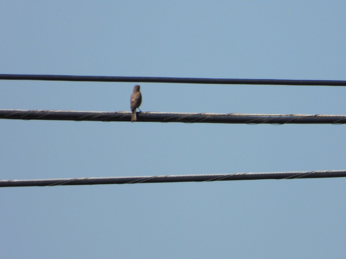 House Finch - ML608089931