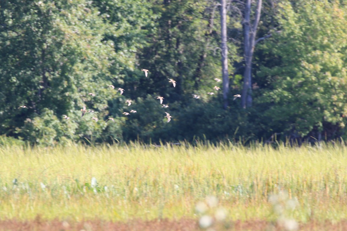 Wilson's Snipe - Diane St-Jacques