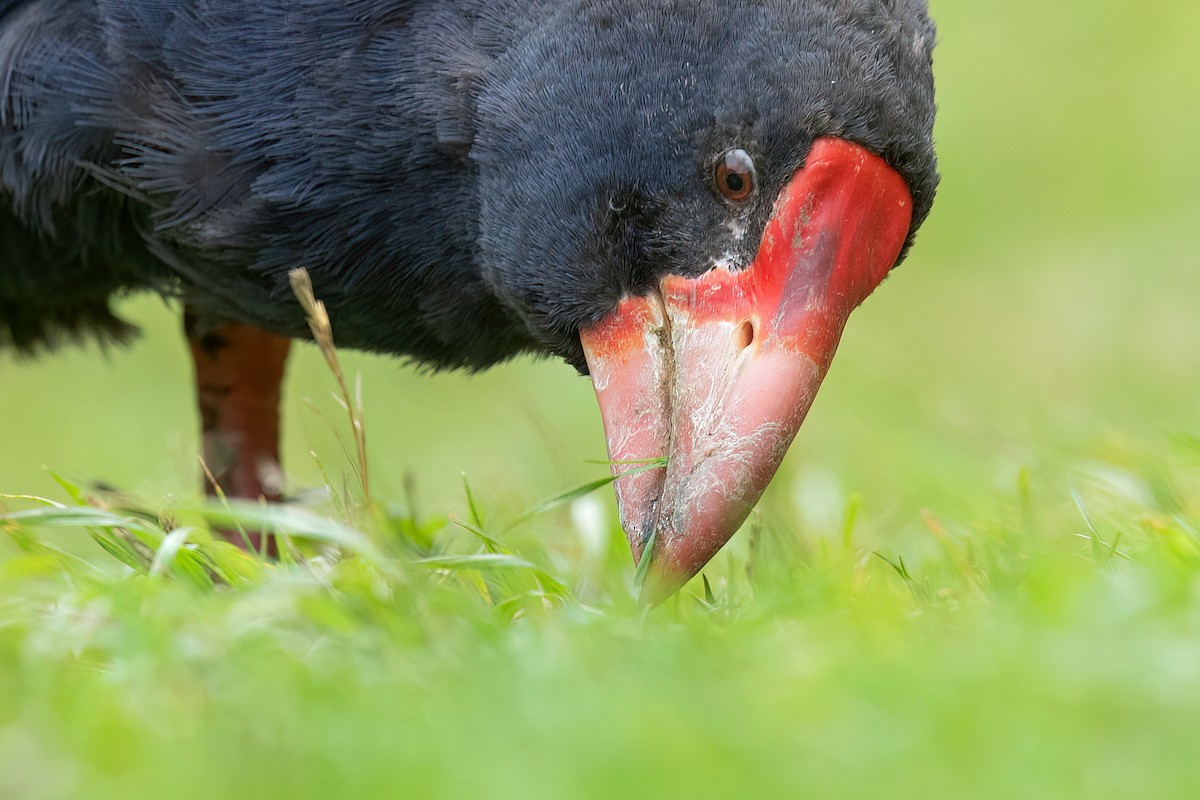 South Island Takahe - ML608090351