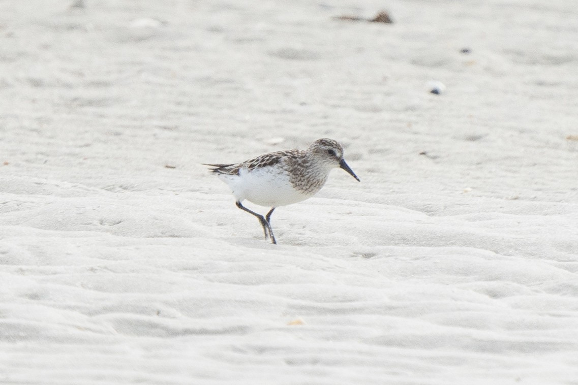 Semipalmated Sandpiper - ML608090711