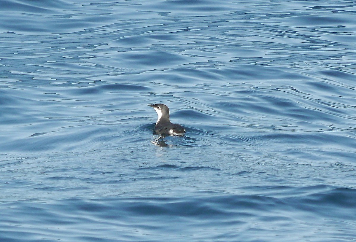 Scripps's Murrelet - ML608092131