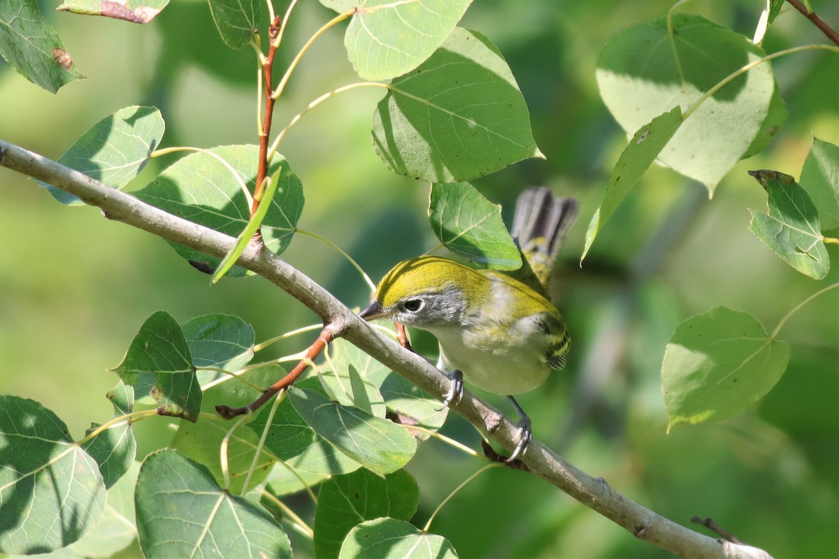 Chestnut-sided Warbler - ML608092421