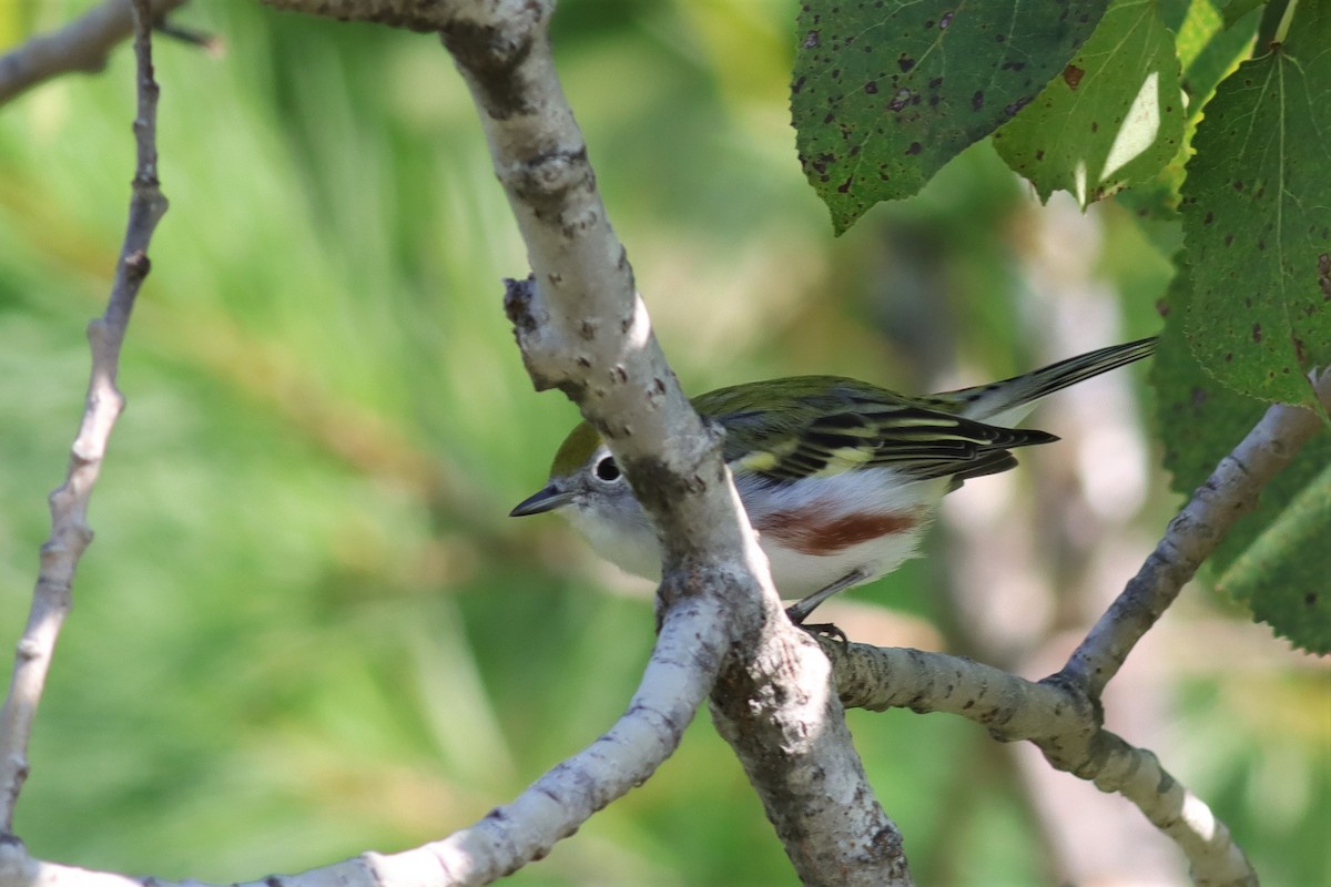 Chestnut-sided Warbler - ML608092451