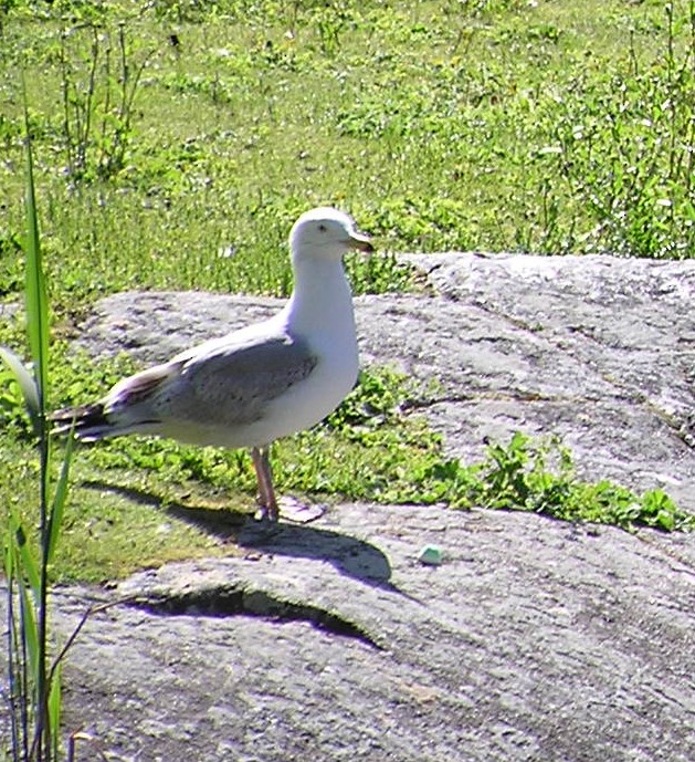 Herring Gull - Cindy Franklin