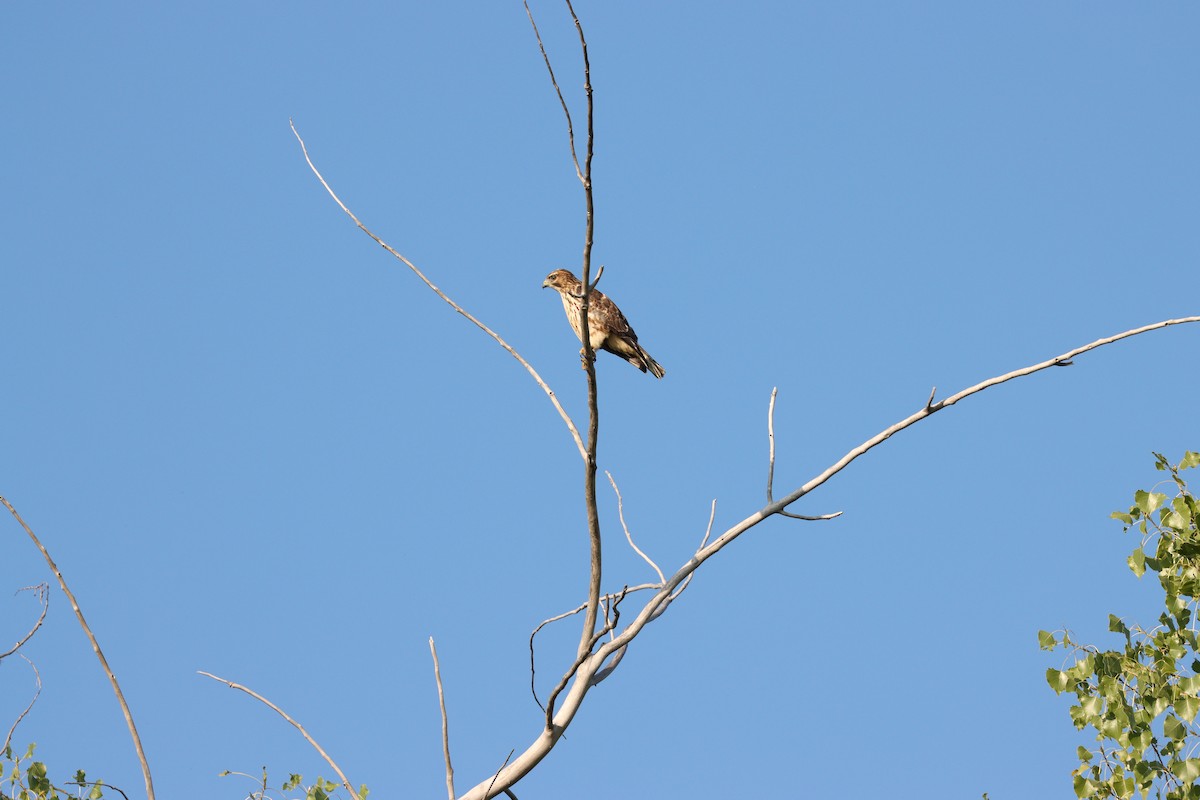 Broad-winged Hawk - ML608093051