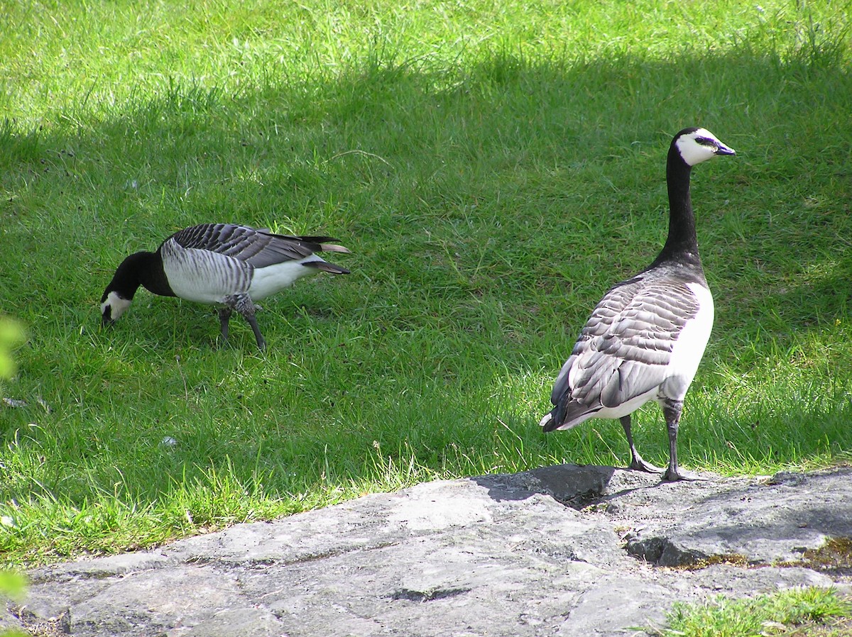 Barnacle Goose - ML608093371