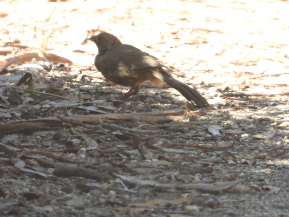 California Towhee - ML608093521