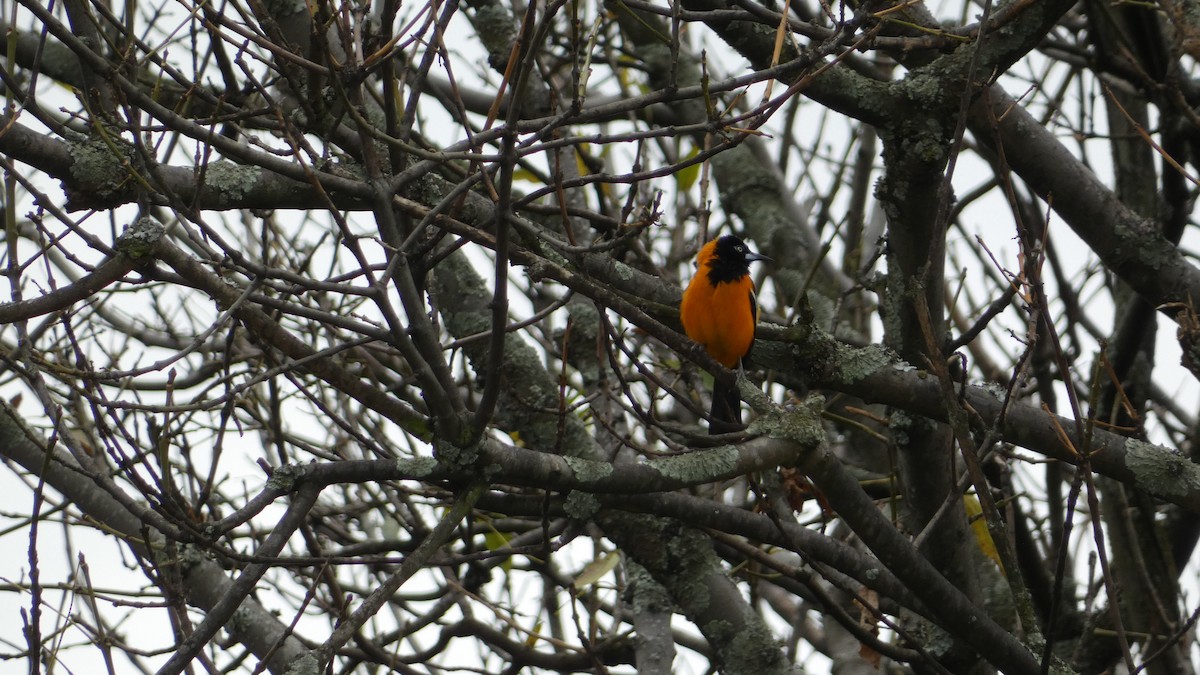 Venezuelan Troupial - ML608093621