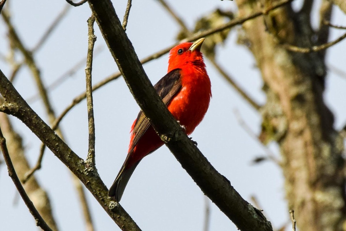 Scarlet Tanager - ML60809421