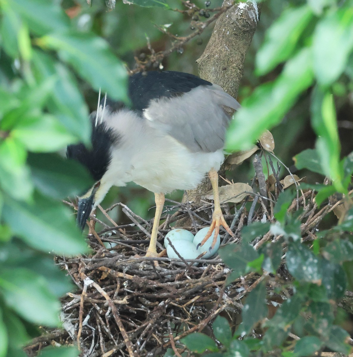 Black-crowned Night Heron (Eurasian) - ML608094291