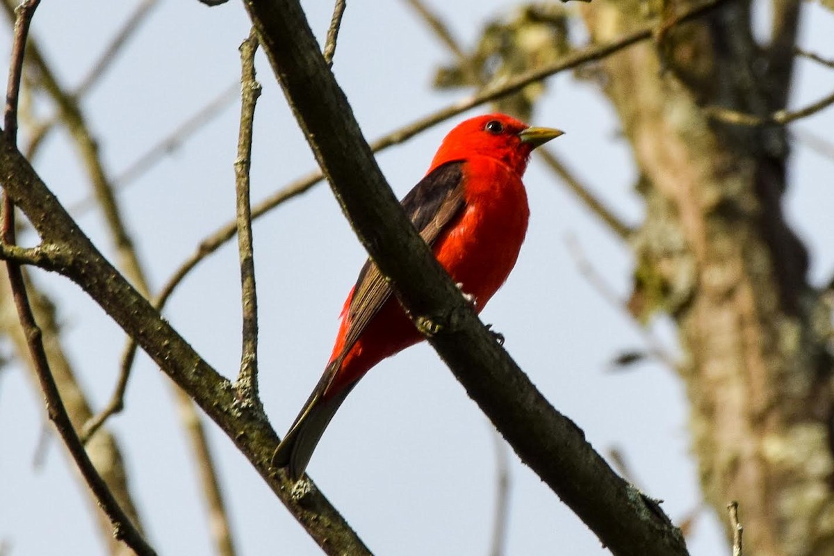 Scarlet Tanager - ML60809431