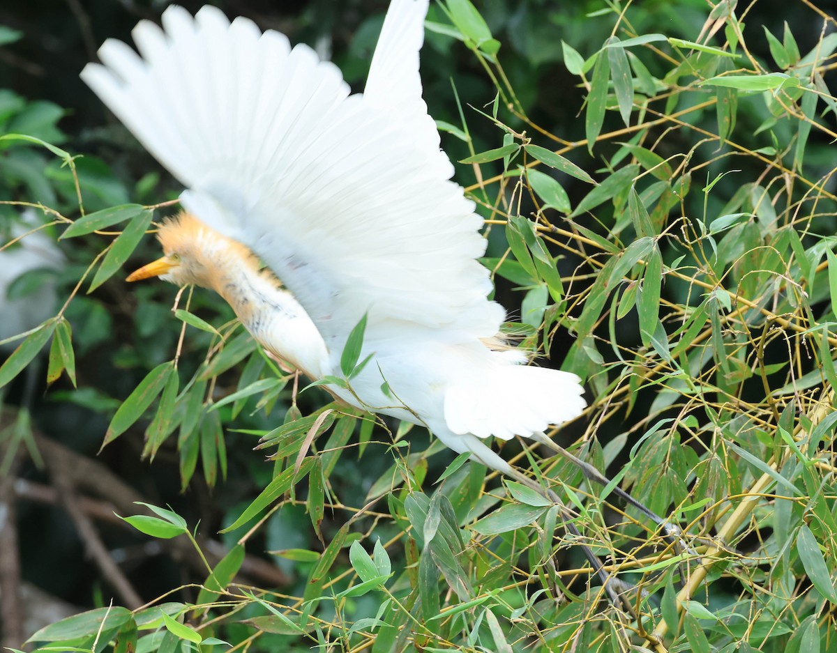 Eastern Cattle Egret - ML608094421