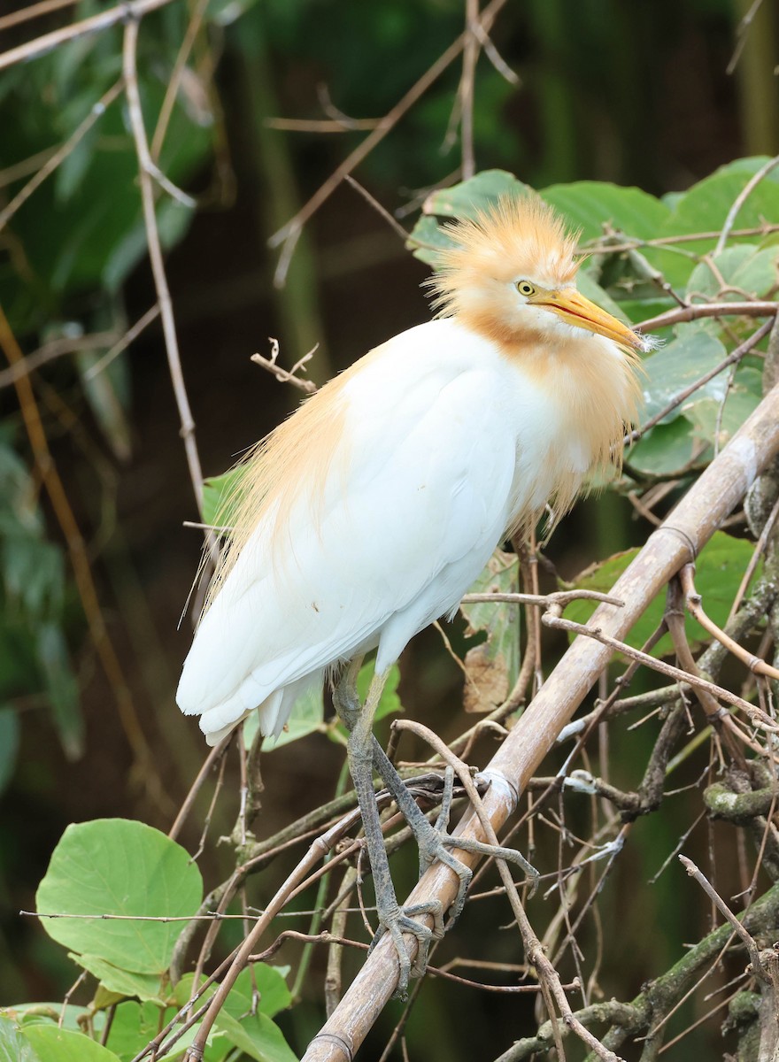 Eastern Cattle Egret - ML608094761