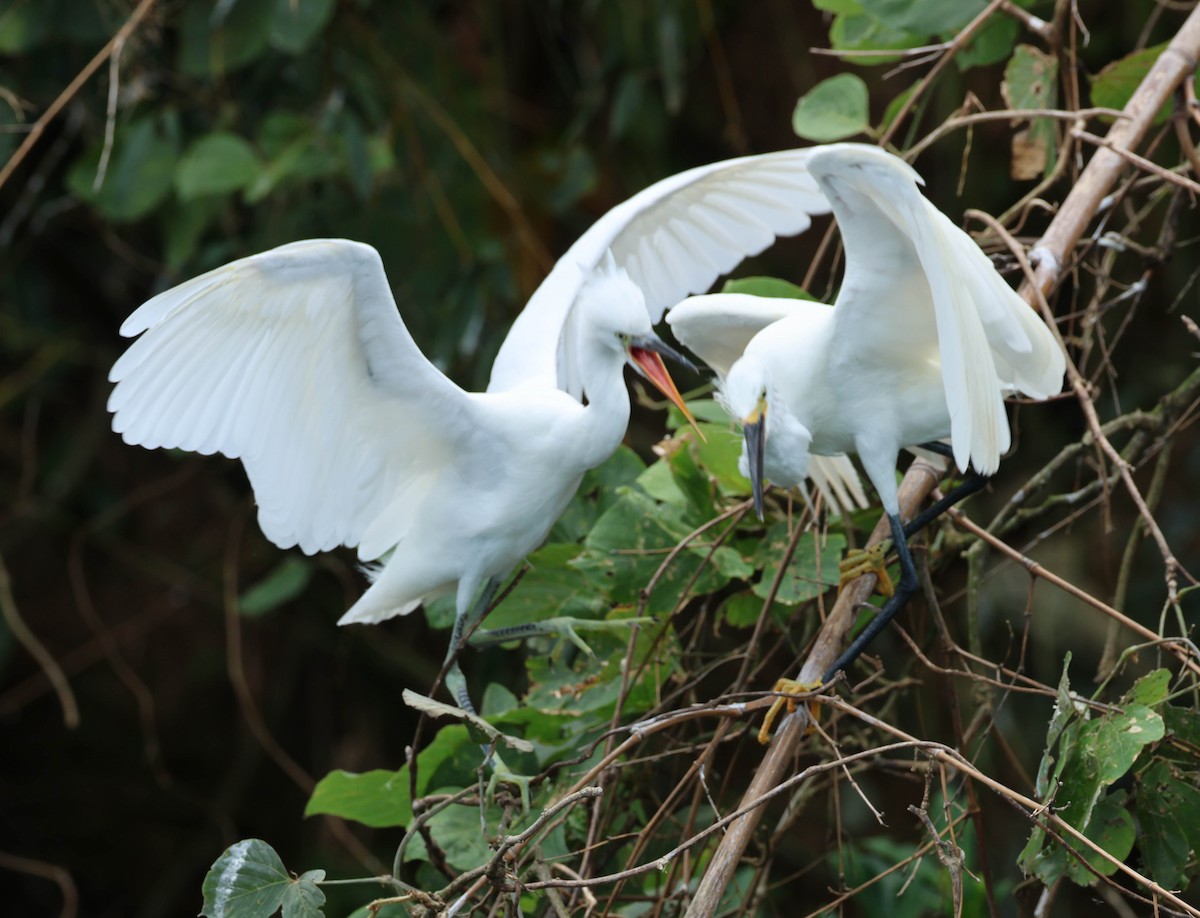 Little Egret (Western) - ML608095081