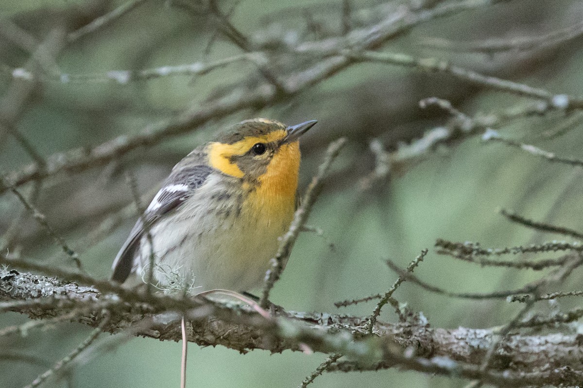 Blackburnian Warbler - ML60809531