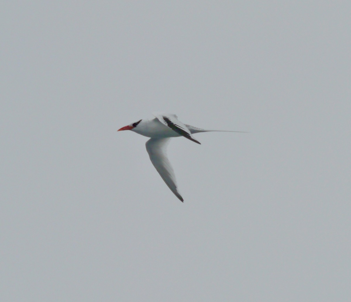 Red-billed Tropicbird - ML608095411