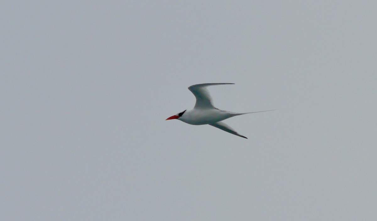 Red-billed Tropicbird - ML608095421