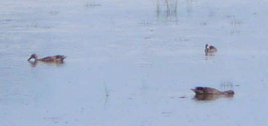 Blue-winged Teal - Sean McCool