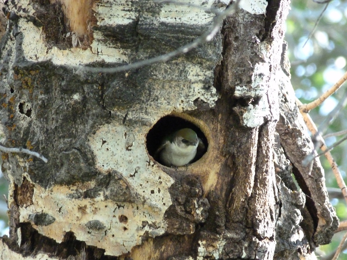 Violet-green Swallow - Kenneth Stinchcomb