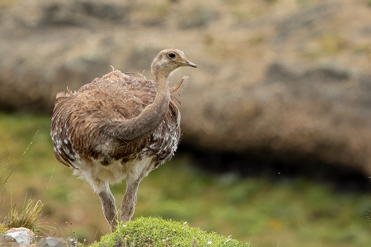 Lesser Rhea (Darwin's) - Pablo Andrés Cáceres Contreras