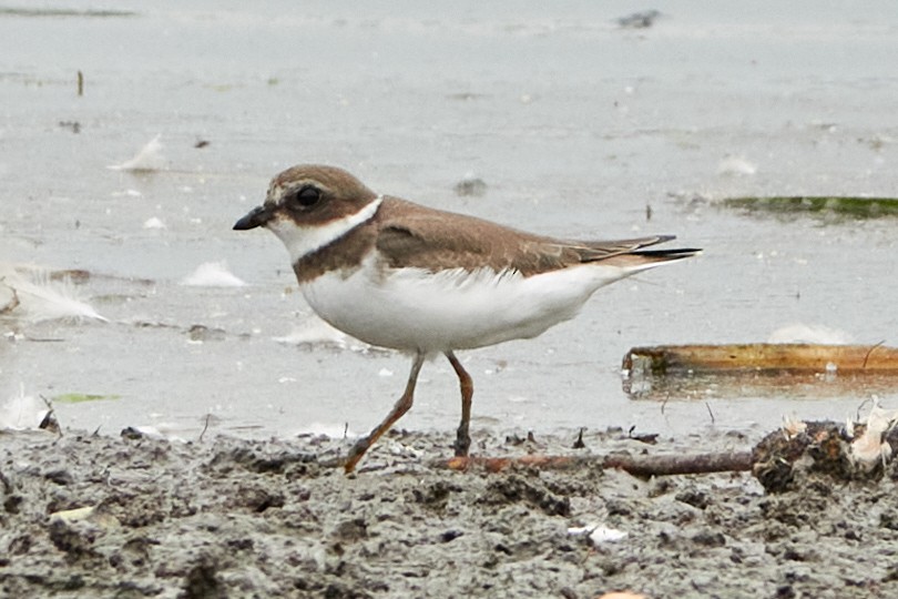 Semipalmated Plover - ML608097891