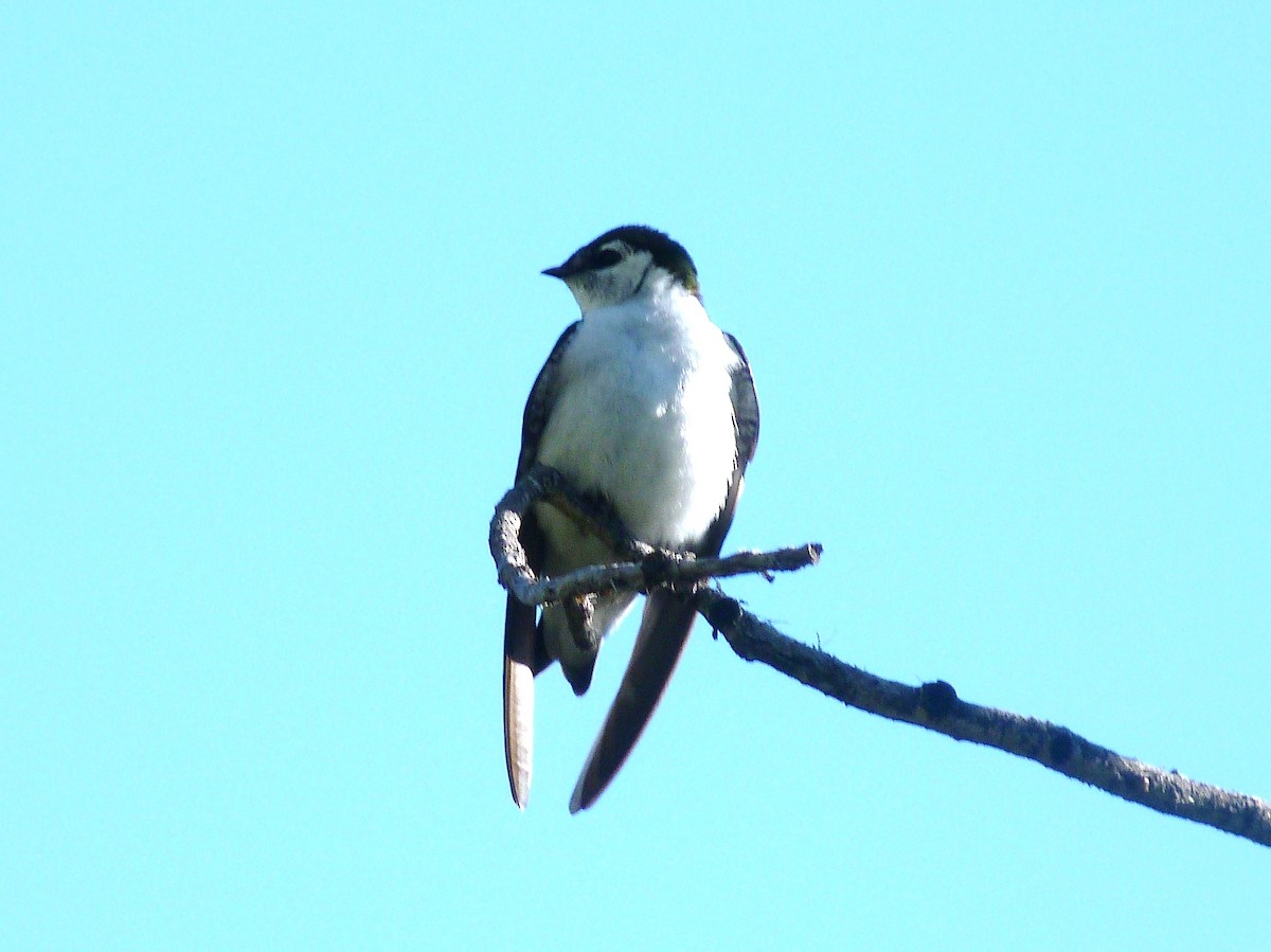 Hirondelle à face blanche - ML60809791