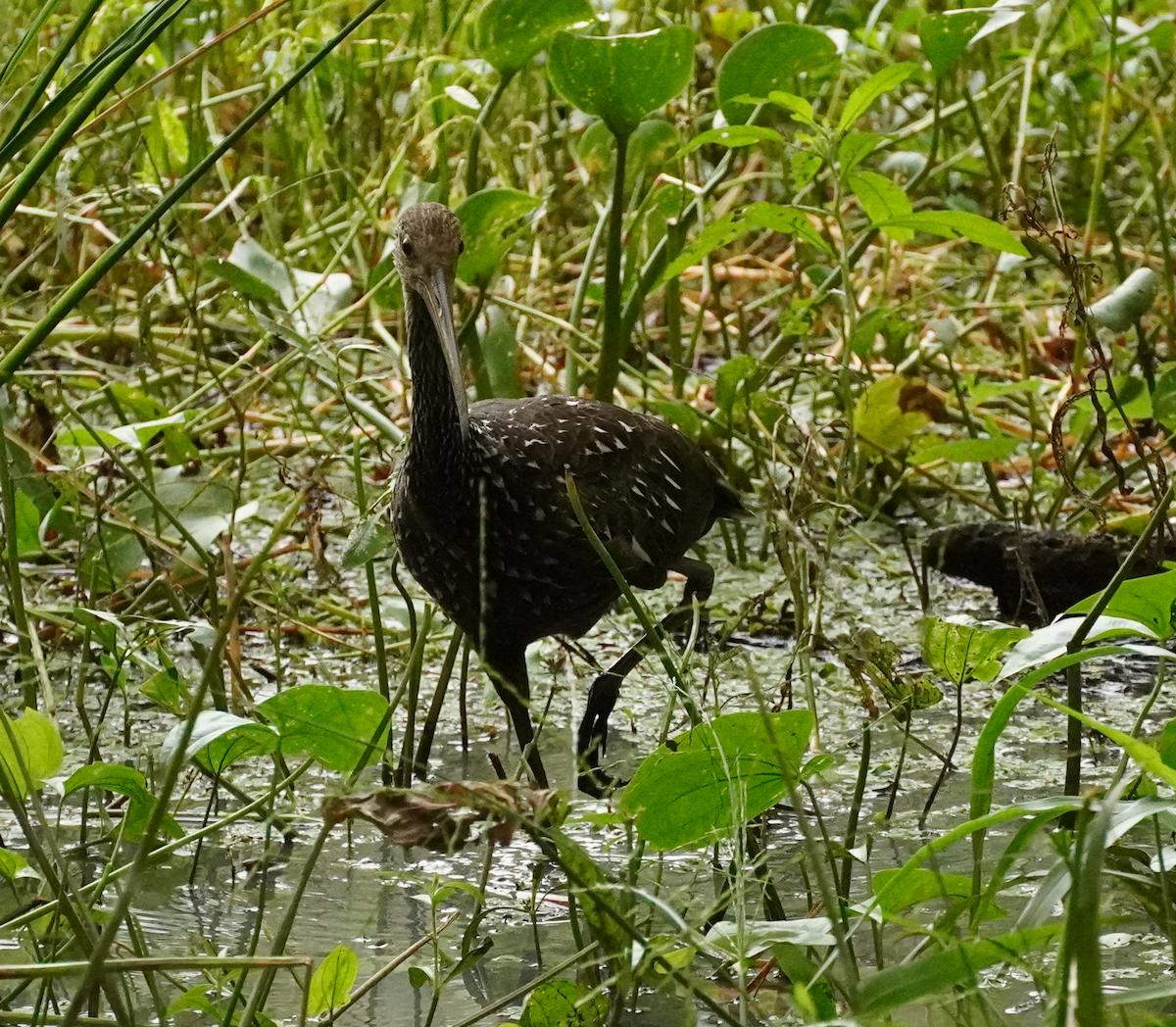 Limpkin - ML608098031