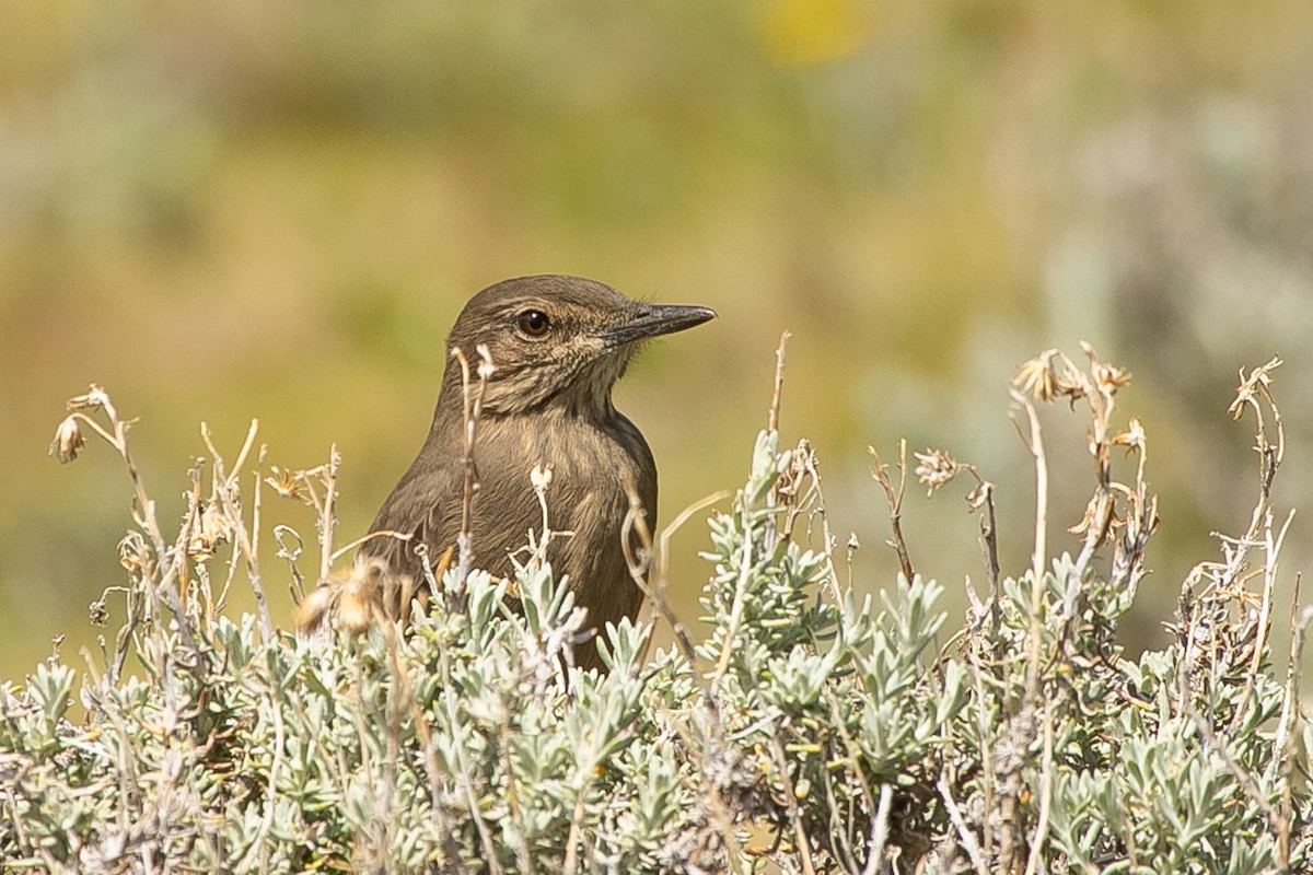 Black-billed Shrike-Tyrant - ML608098521