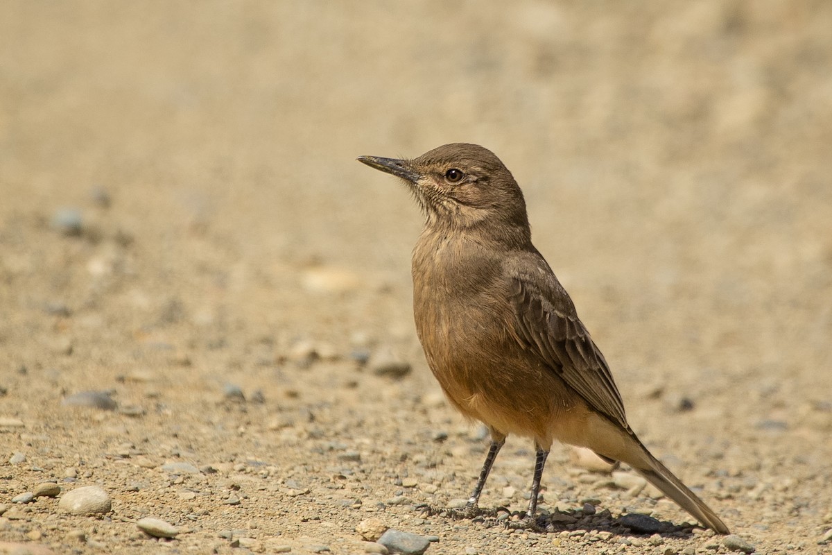 Black-billed Shrike-Tyrant - ML608098691