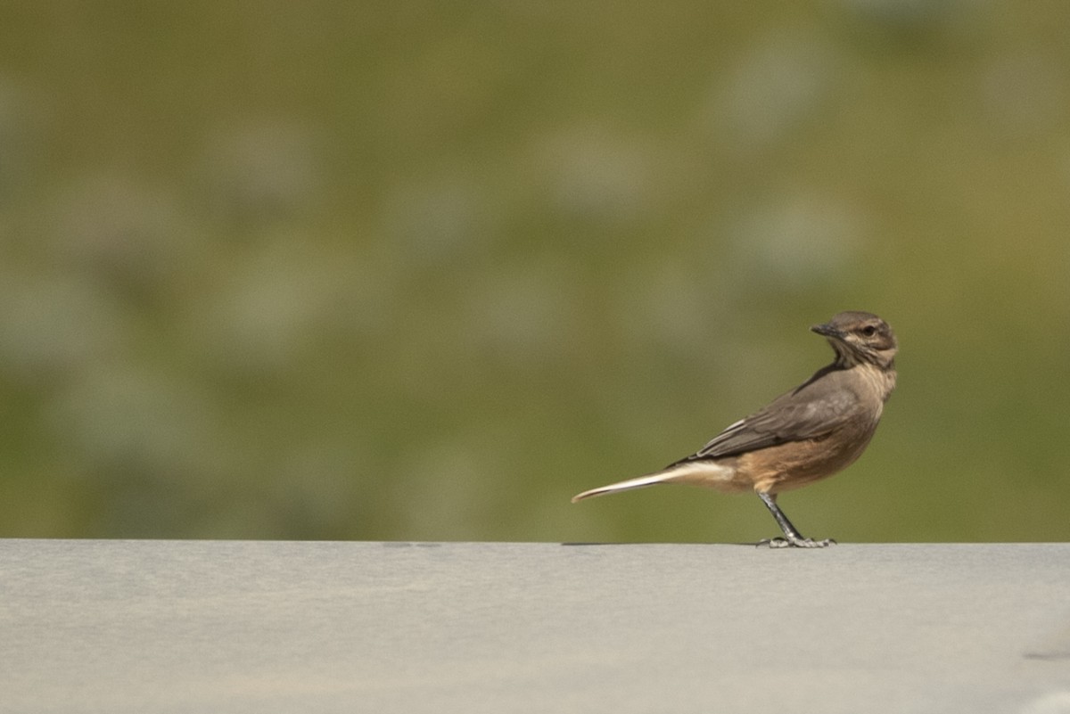 Black-billed Shrike-Tyrant - Pablo Andrés Cáceres Contreras