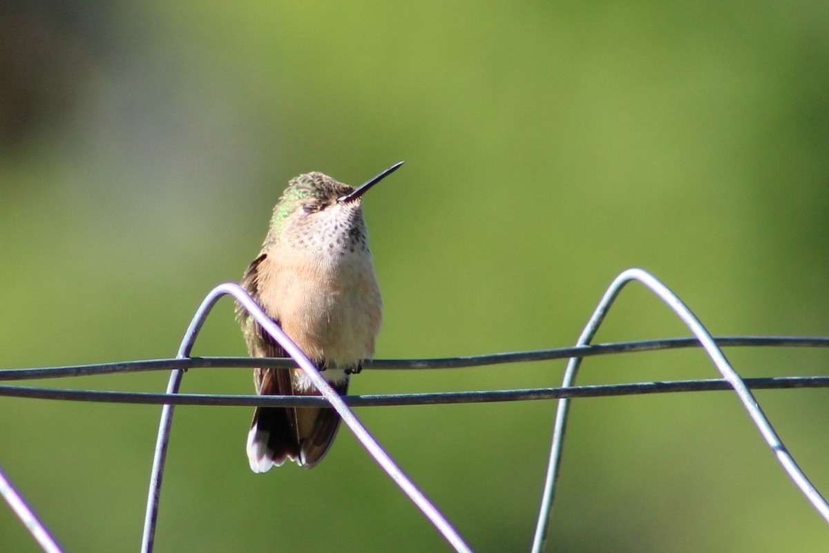 Colibrí Calíope - ML608098751