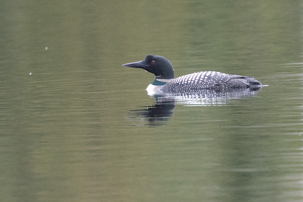 Common Loon - ML60809911