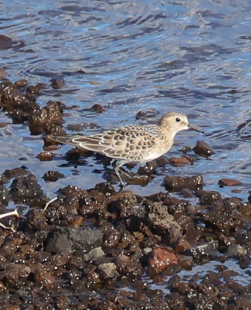 Baird's Sandpiper - ML608100021