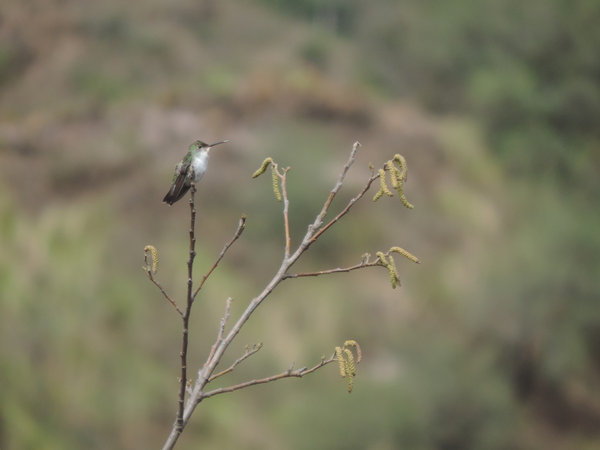 White-bellied Hummingbird - ML608100851