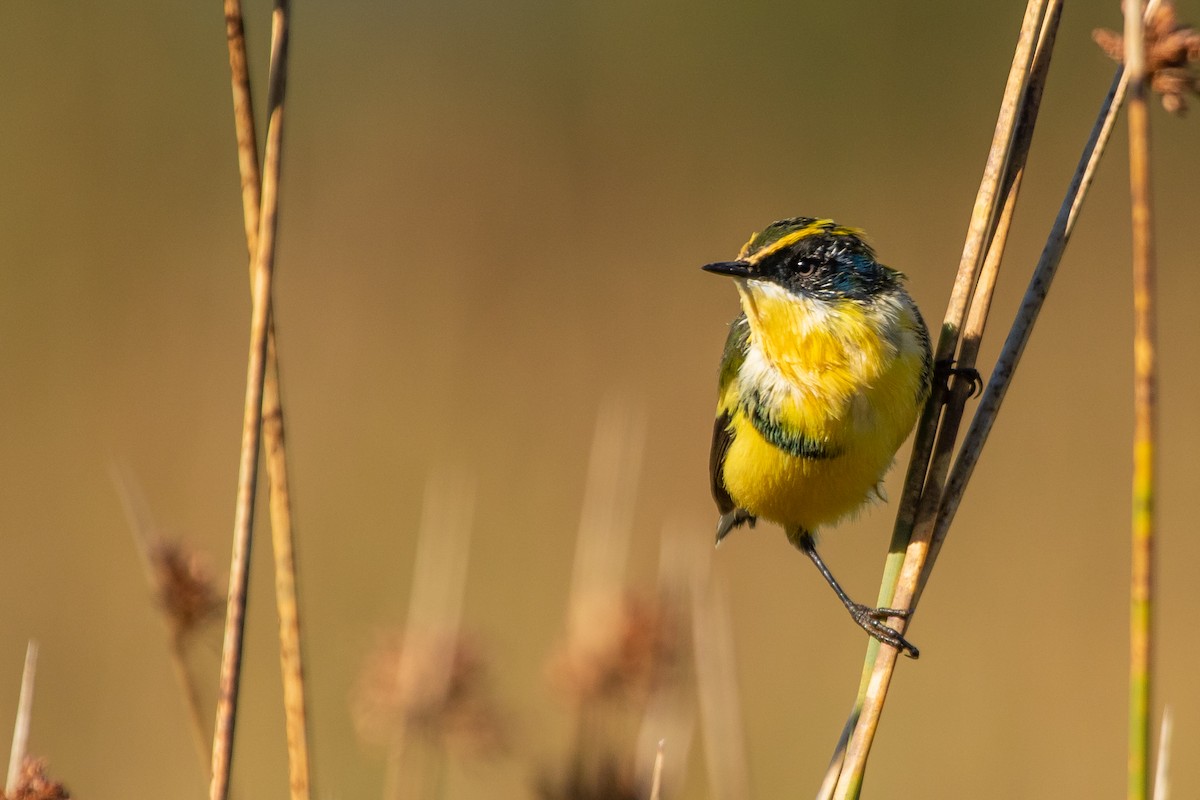 Many-colored Rush Tyrant - ML608101561