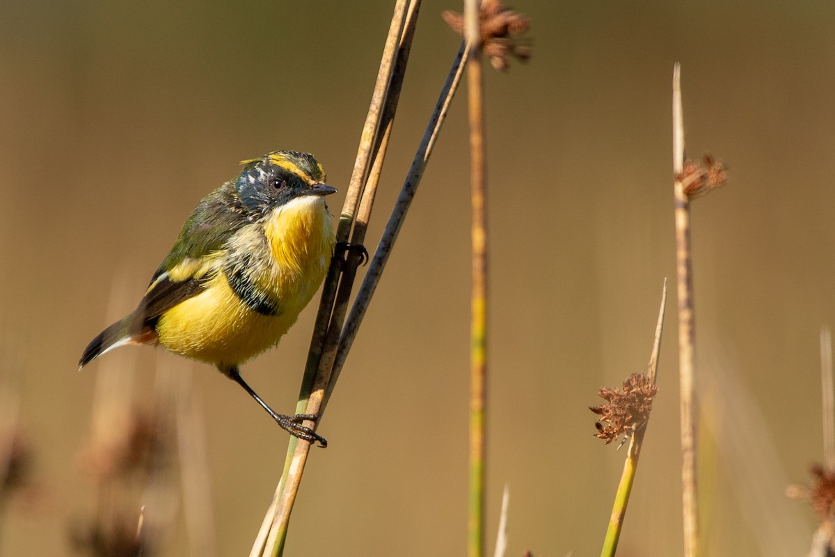 Many-colored Rush Tyrant - ML608101581