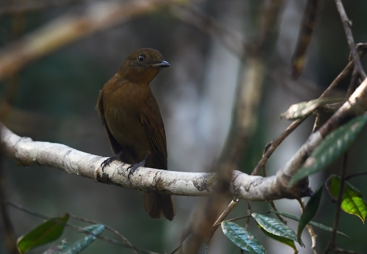 Brown-winged Schiffornis (Brown-winged) - Joshua Vandermeulen