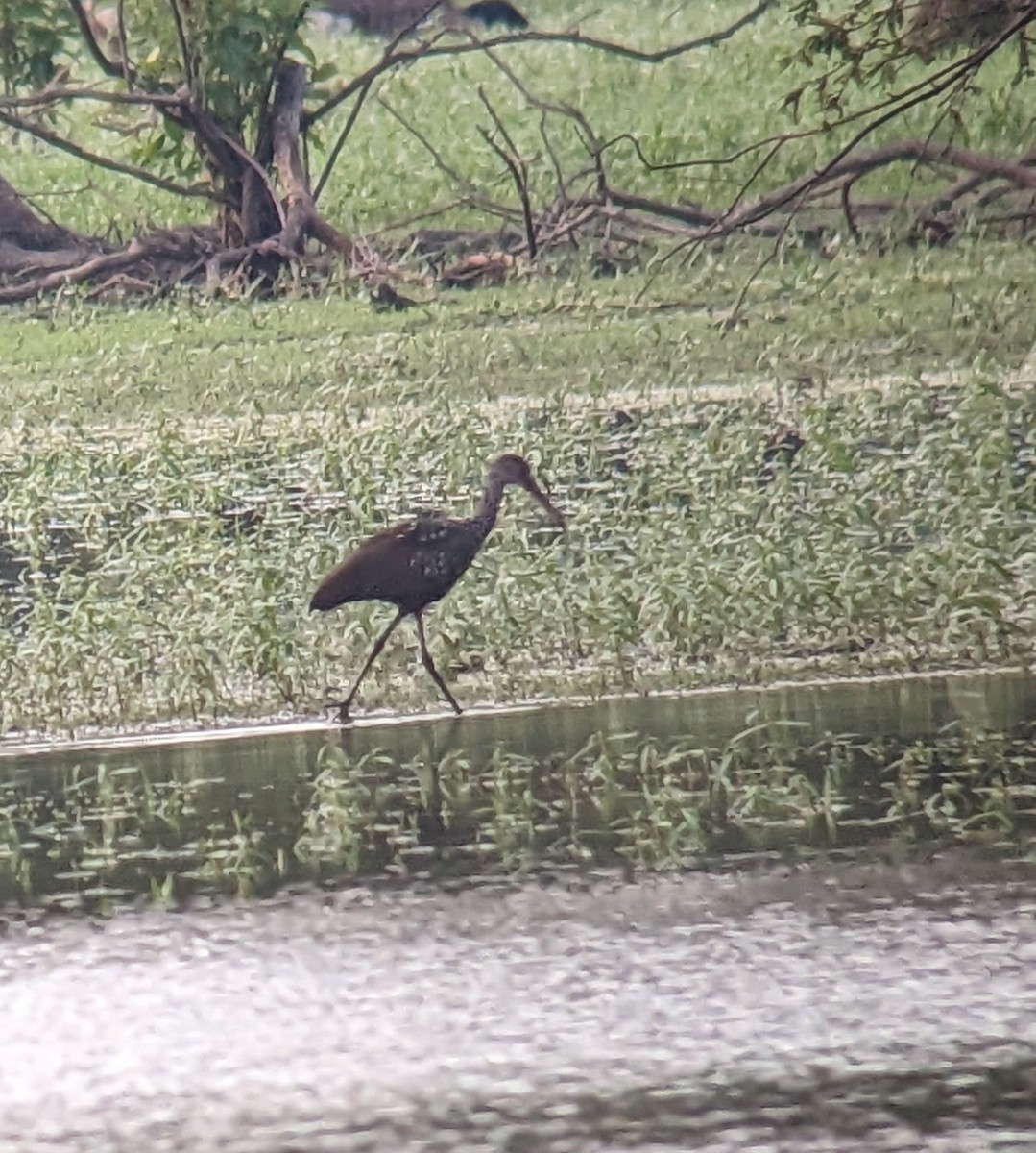 Limpkin - ML608102441