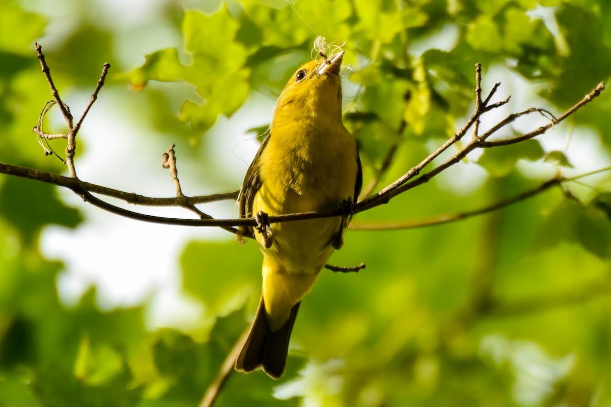 Scarlet Tanager - ML60810261