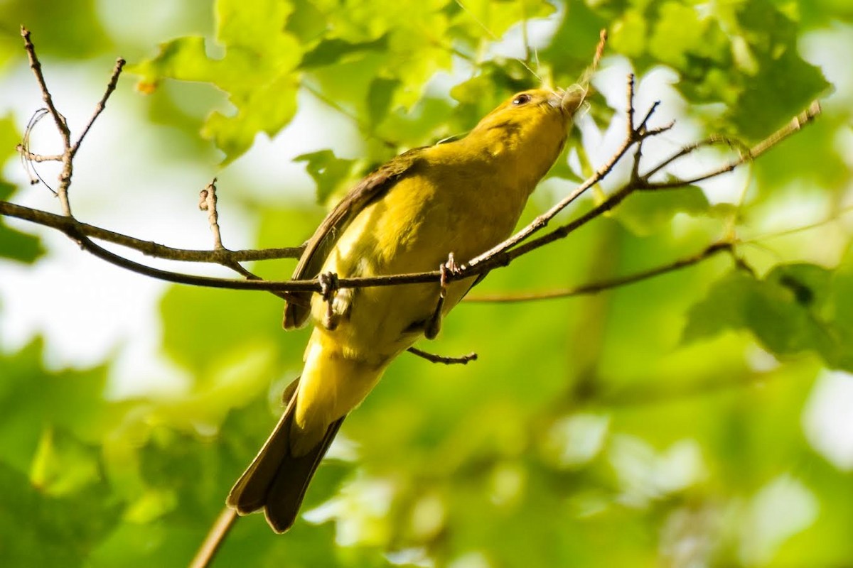 Scarlet Tanager - ML60810271