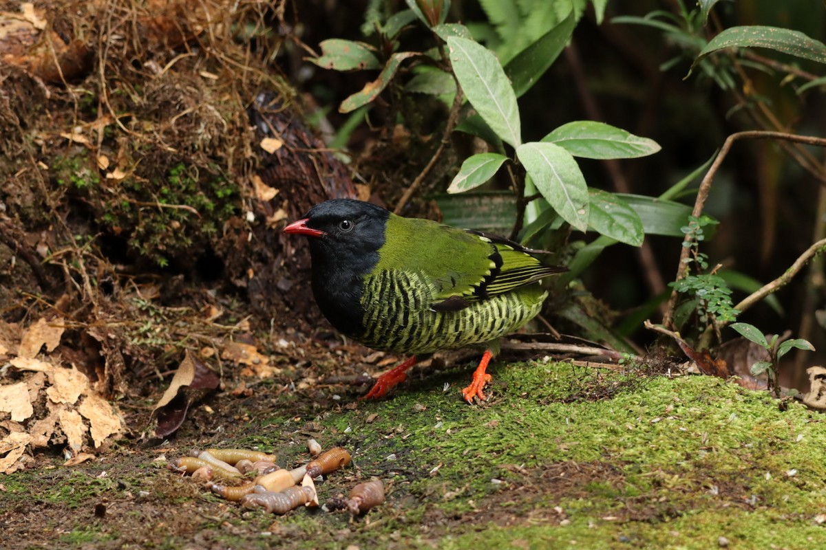 Barred Fruiteater - Marcelo Quipo