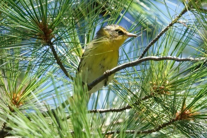 Blackburnian Warbler - ML608102951