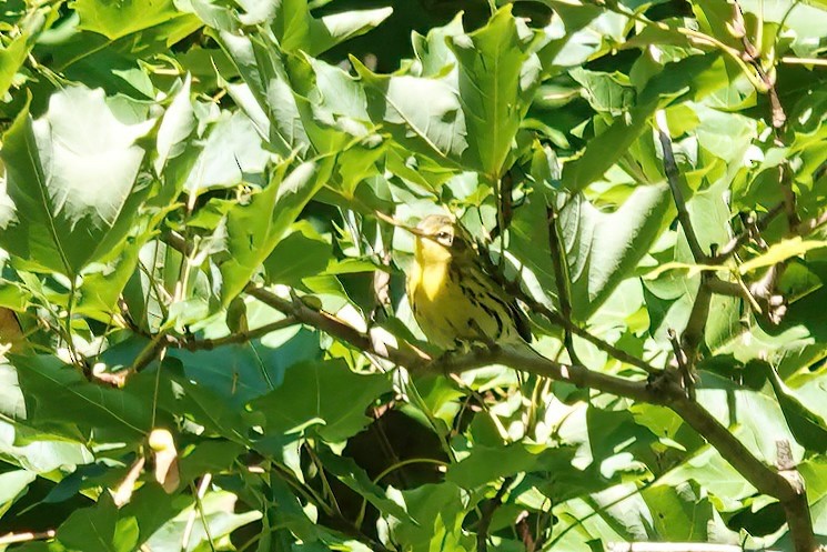 Blackburnian Warbler - ML608102961