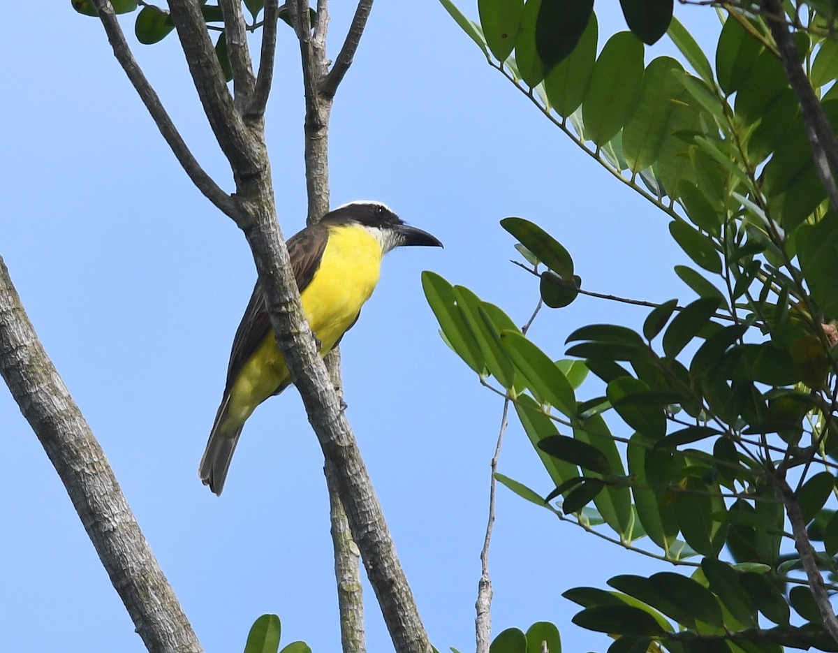 Boat-billed Flycatcher - Joshua Vandermeulen