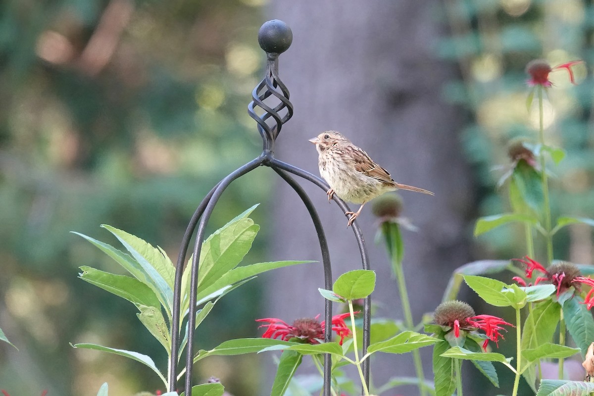 Song Sparrow - Carol Speck