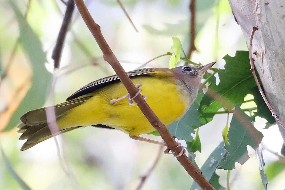 MacGillivray's Warbler - ML608104021