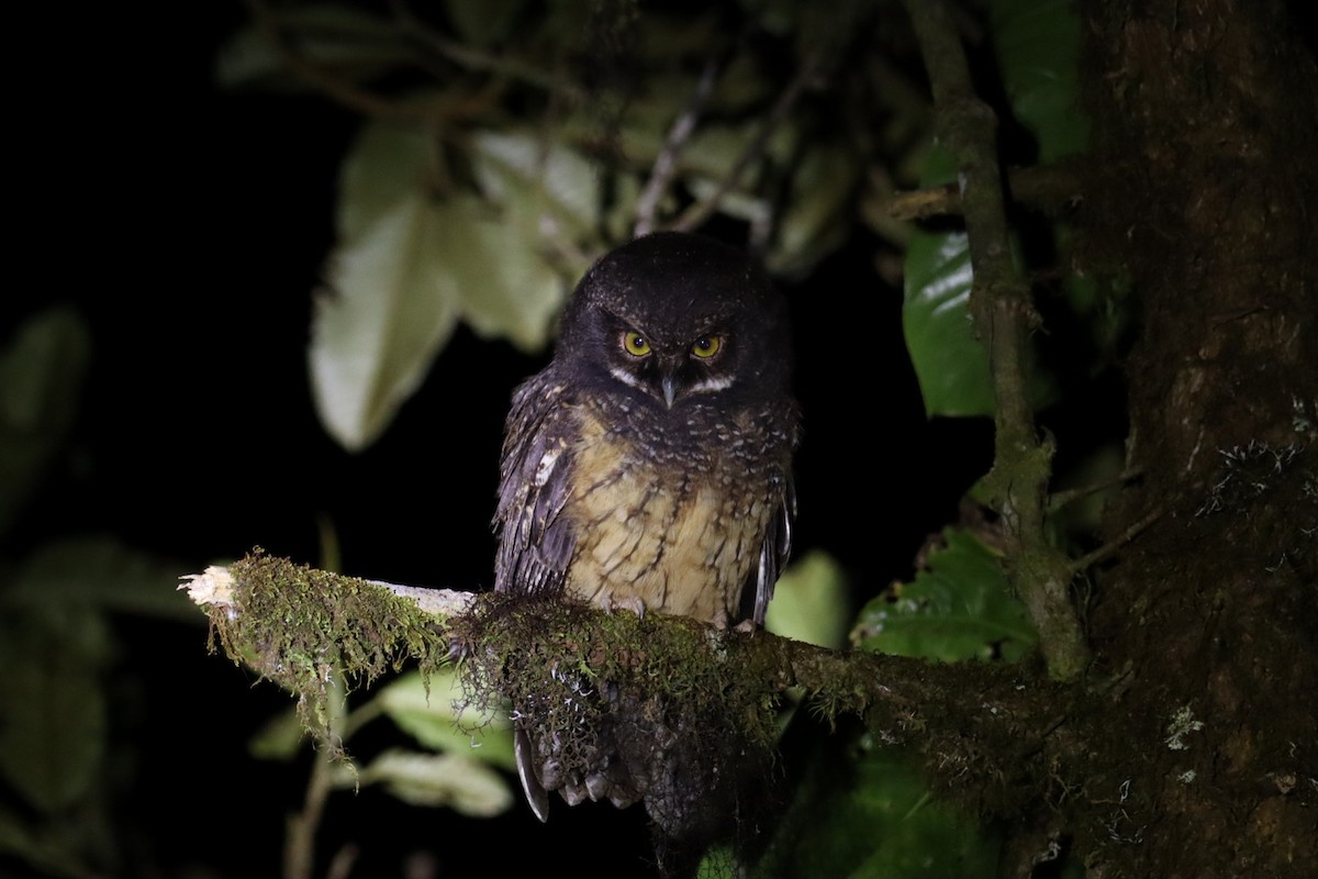 White-throated Screech-Owl - ML608104561