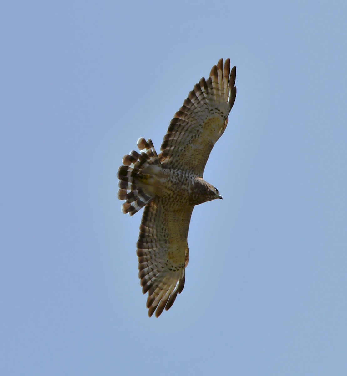 Broad-winged Hawk - ML608104651