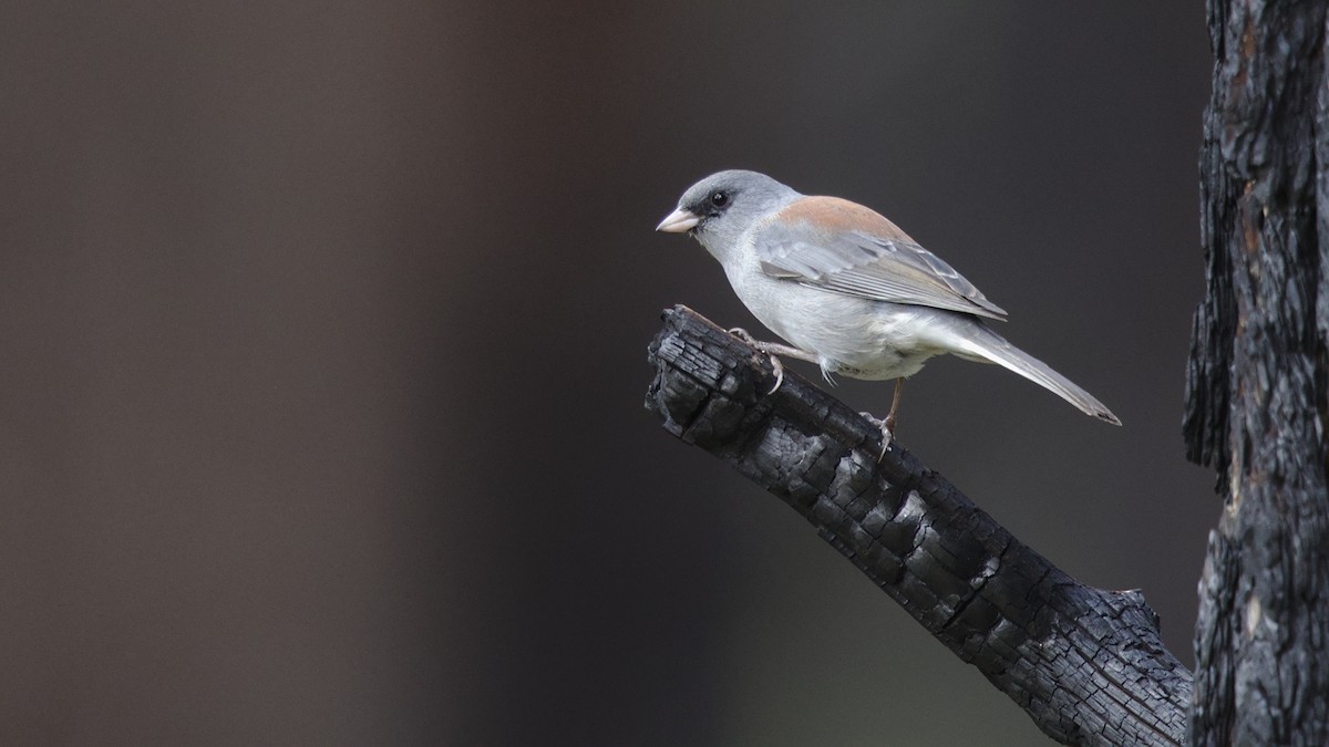 Dark-eyed Junco (Gray-headed) - Mark Scheel